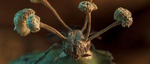 Fruchtkörper eines parasitären Pilzes treiben aus einer Fliegenleiche.
