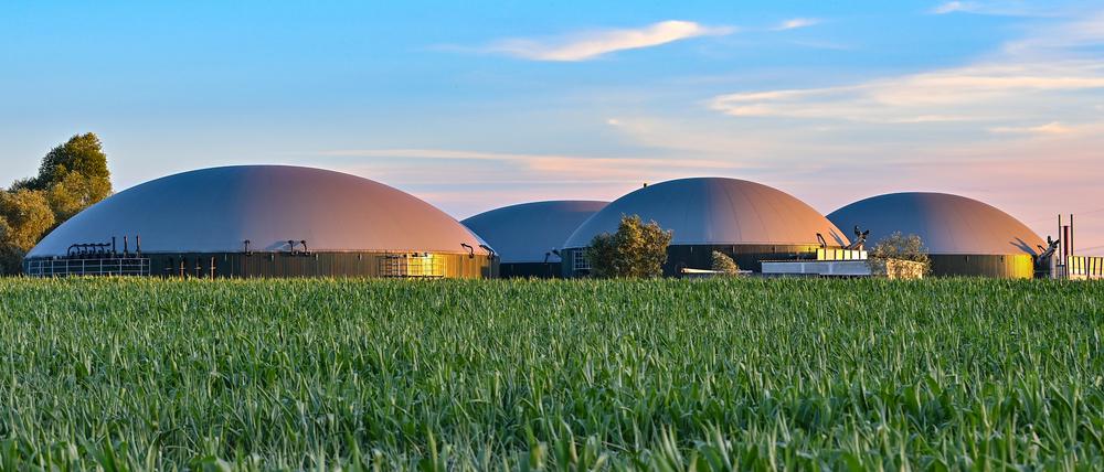 Hinter einem Maispflanzen auf einem Feld sind die Gärbehälter einer Biogasanlage zu sehen.