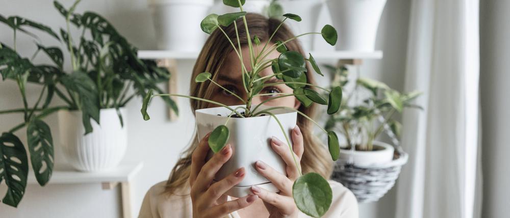 Woman holding houseplant in front of face at home model released Symbolfoto property released VPIF04202
