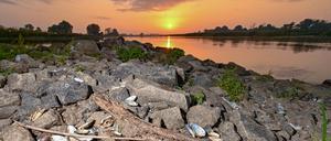 Leere Muschelschalen liegen im brandenburgischen Lebus am Ufer des deutsch-polnischen Grenzflusses Oder. Das Tiersterben hatte viele Ursachen und betraf nicht nur Fische.
