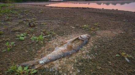 Ein toter Fisch, der schon stark verwest ist, liegt am Ufer vom deutsch-polnischen Grenzfluss Oder. 