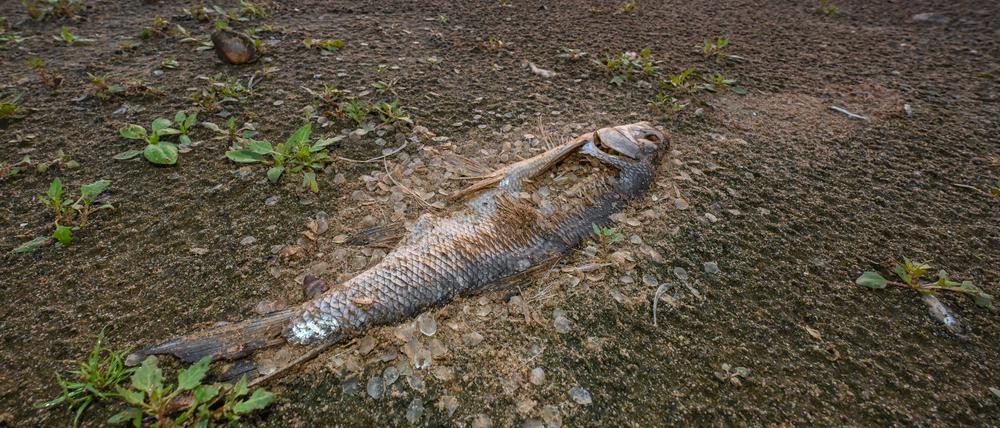 Ein toter Fisch, der schon stark verwest ist, liegt am Ufer vom deutsch-polnischen Grenzfluss Oder.