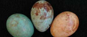 Kuckucksfinkeneier sind seit Generationen an die Gelege der verschiedenen Wirte perfekt angepasst. Aber das hat auch einen Haken.