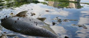Fischsterben an der Oder. (Symbolbild)