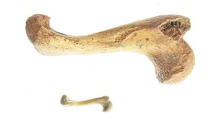 Riesenunterschiede zeigt der Vergleich mit Knochen heutiger Vertreter.