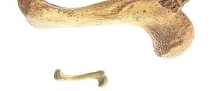 Riesenunterschiede zeigt der Vergleich mit Knochen heutiger Vertreter.