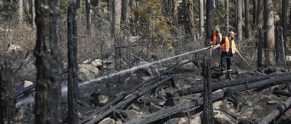 Verbanntes Holz liegt in den Wäldern eines Waldbrandeinsatzgebietes in Deutschland. (Symbolbild)