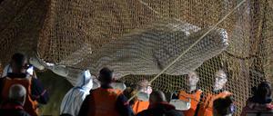 Der Belugawal war in der Seine bei Notre Dame gestrandet.