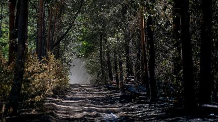 Der verbrannte Wald im Sperrgebiet um die Brandstelle am Sprengplatz der Berliner Polizei im Grunewald.