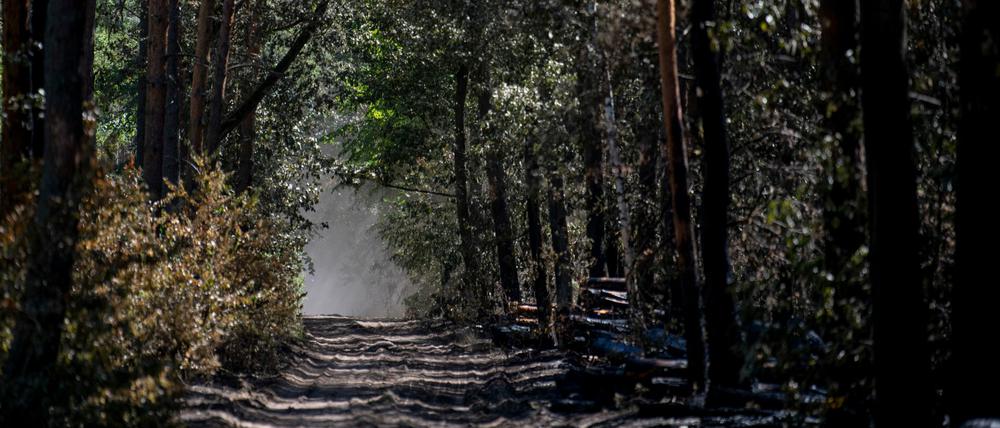 Der verbrannte Wald im Sperrgebiet um die Brandstelle am Sprengplatz der Berliner Polizei im Grunewald.