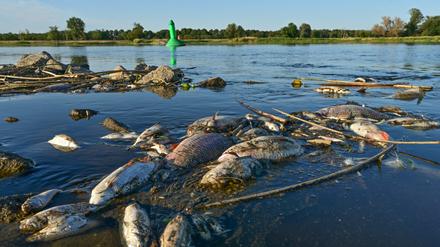 Unzählige tote Fische treiben im flachen Wasser des deutsch-polnischen Grenzflusses Oder, hier in Genschmar in Brandenburg.