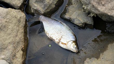 Seit Tagen sterben in der Oder massenhaft Fische.
