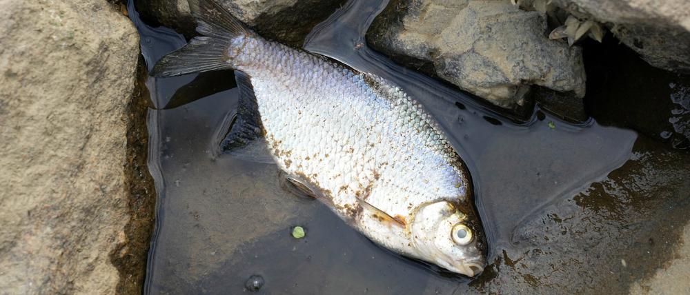 Seit Tagen sterben in der Oder massenhaft Fische.