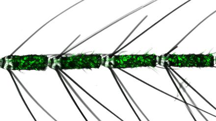 Fluoreszenzmarkierte Riechneuronen auf ihren Antennen helfen Mücken bei der Jagd.