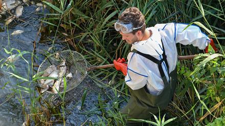 Andreas Hein, Ranger bei der Naturwacht Brandenburg, holt im deutsch-polnischen Grenzfluss Westoder nahe dem Abzweig vom Hauptfluss Oder tote Fische aus dem Wasser.