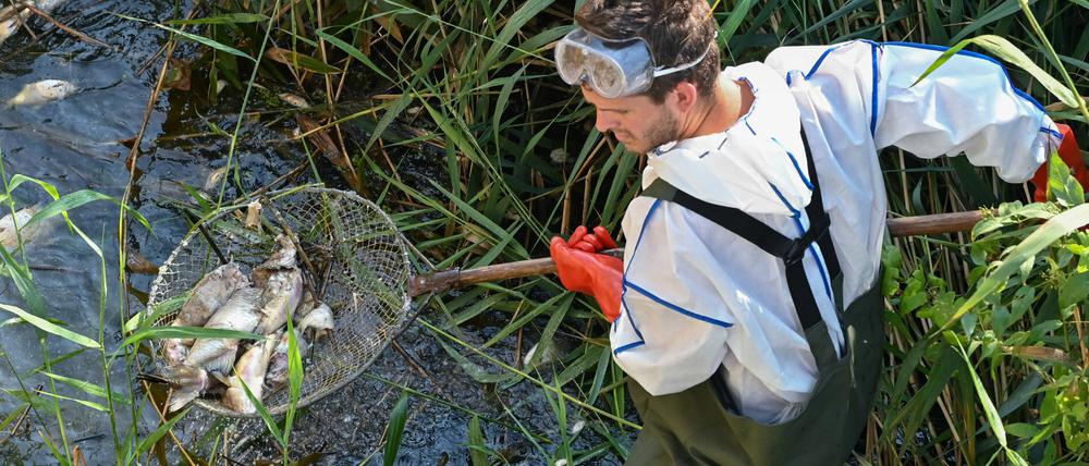 Andreas Hein, Ranger bei der Naturwacht Brandenburg, holt im deutsch-polnischen Grenzfluss Westoder nahe dem Abzweig vom Hauptfluss Oder tote Fische aus dem Wasser.
