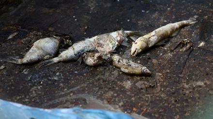 Tote Fische in der Oder. Die im Auftrag des Landes Bandenburg arbeitenden Fachleute gehen weiter davon aus, dass das Fischsterben ein „multikausales Ereignis“ war, also mehrere Ursachen hatte.