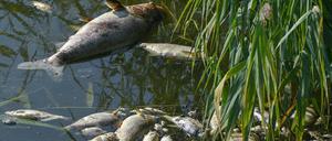 Seit mehren Tagen beschäftigt das massive Fischsterben in der Oder die Behörden und Anwohner des Flusses in Deutschland und Polen.