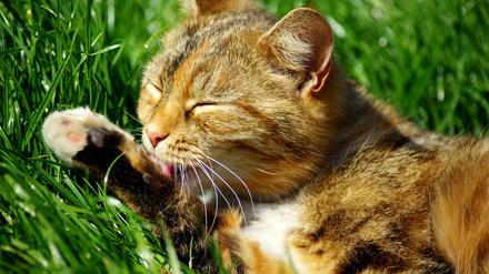 "Katzenwäsche machen" meint eine eher flüchtige Form des Waschens. 