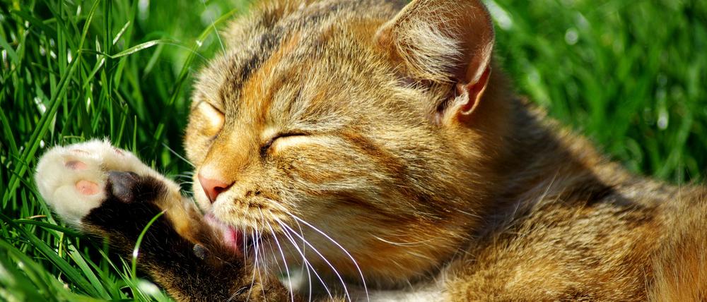 "Katzenwäsche machen" meint eine eher flüchtige Form des Waschens. 