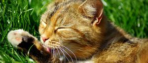 "Katzenwäsche machen" meint eine eher flüchtige Form des Waschens. 