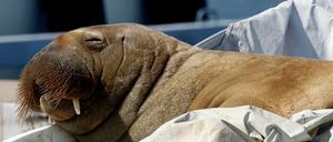 Freya auf einem Boot im Fjord von Oslo.