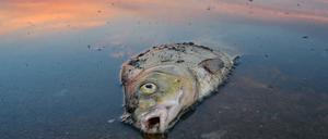Seit mehreren Tagen beschäftigt das massive Fischsterben im Fluss Oder Behörden und Anwohner.