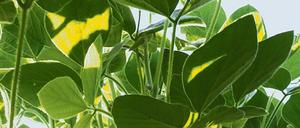 Licht und Schatten beeinflussen Photosynthese und Erträge von Sojapflanzen.