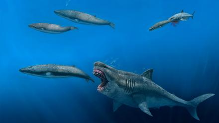 Der rekonstruierte Megadolon (Otodus megalodon) war 16 Meter lang und wog über 61 Tonnen. Es wird geschätzt, dass die Tiere mit einer Geschwindigkeit von etwa 1,4 Metern pro Sekunde schwimmen konnten.