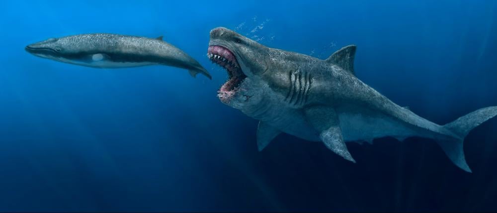 Der rekonstruierte Megadolon (Otodus megalodon) war 16 Meter lang und wog über 61 Tonnen. Es wird geschätzt, dass die Tiere mit einer Geschwindigkeit von etwa 1,4 Metern pro Sekunde schwimmen konnten.