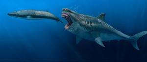 Der rekonstruierte Megadolon (Otodus megalodon) war 16 Meter lang und wog über 61 Tonnen. Es wird geschätzt, dass die Tiere mit einer Geschwindigkeit von etwa 1,4 Metern pro Sekunde schwimmen konnten.