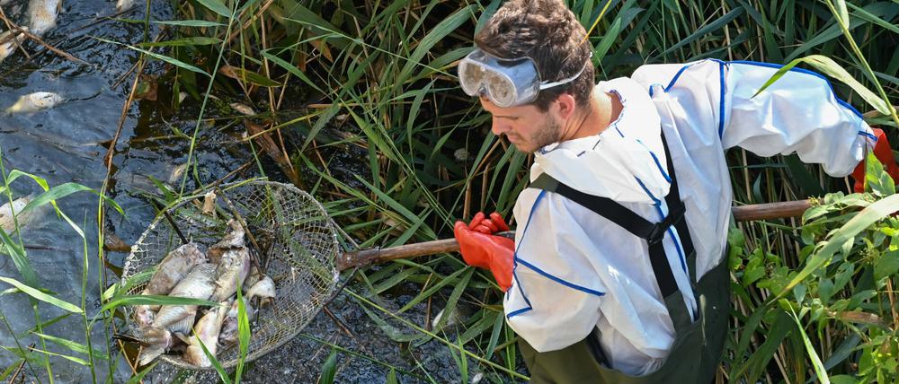 Ein Ranger der Naturwacht Brandenburg holt mit einem Kescher tote Fische aus der Oder.