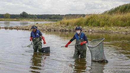 Allein in Frankfurt (Oder) holte das Technische Hilfswerk vergangene Woche tonnenweise tote Fischer aus dem Wasser.