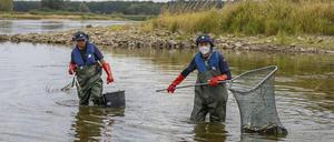 Allein in Frankfurt (Oder) holte das Technische Hilfswerk vergangene Woche tonnenweise tote Fischer aus dem Wasser.