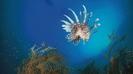 Leidtragend. Tropische Küsten sind besonders gefährdet; hier ein Pazifischer Rotfeuerfisch (Pterois volitans).