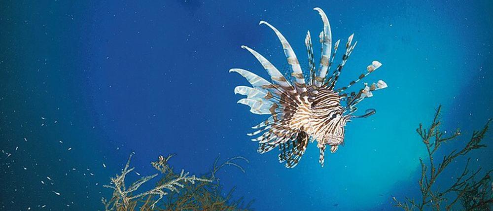 Leidtragend. Tropische Küsten sind besonders gefährdet; hier ein Pazifischer Rotfeuerfisch (Pterois volitans).