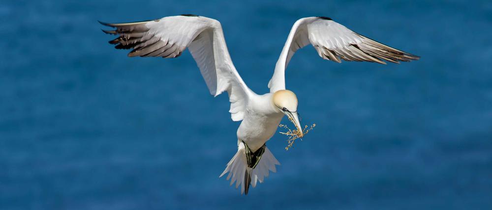 Basstölpel im Flug über der Nordsee mit Nistmaterial im Schnabel.