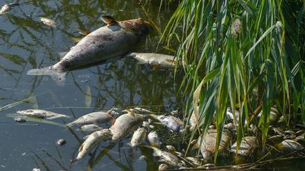Rund 190 Tonnen tote Fische sind in den vergangenen Tagen in Polen und Deutschland aus der Oder geborgen worden.