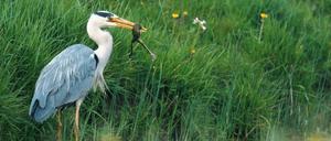 Die Oder-Katastrophe könnte für Arten wie Reiher und Kormorane, die lebende Fische jagen, das Angebot verknappen.