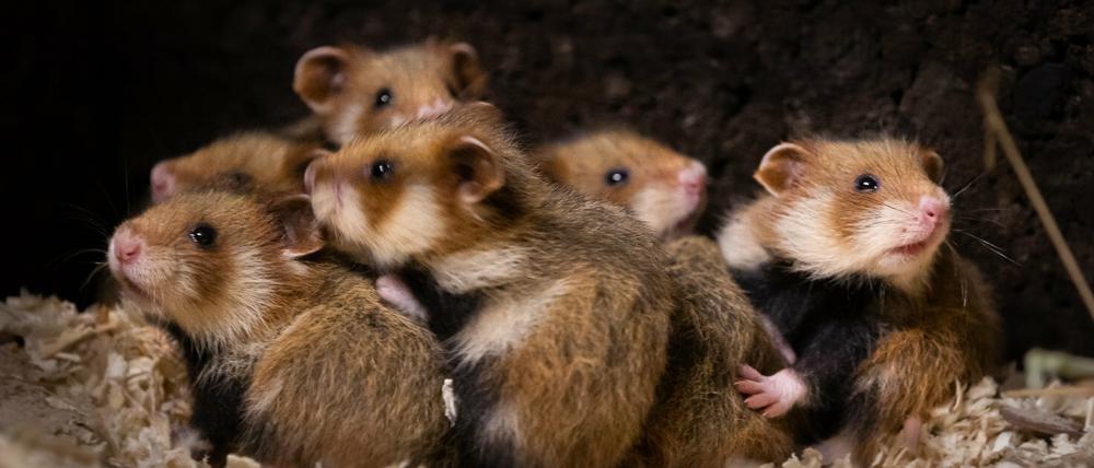 Der Feldhamster-Nachwuchs soll im kommenden Frühjahr ausgewildert werden.