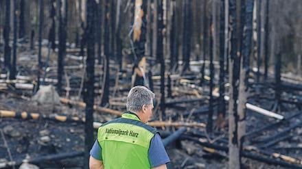 Verkohlt. Szene nach einem Waldbrand im Harz bei Schierke. 