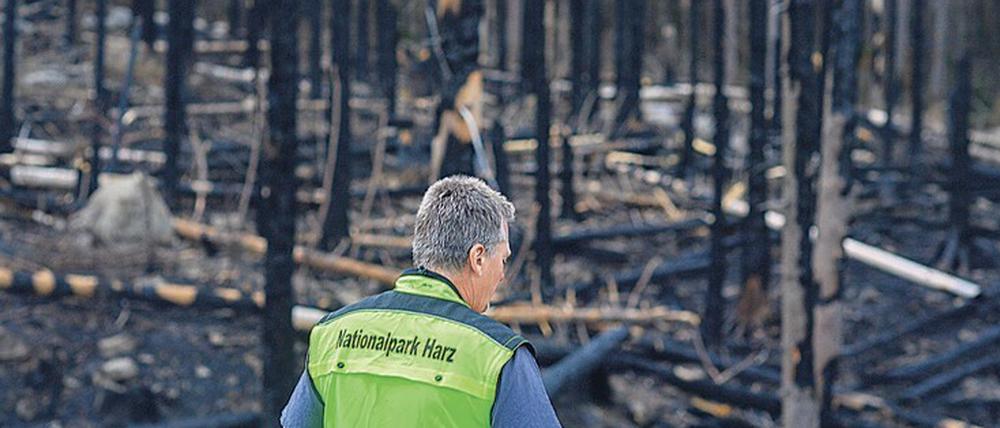 Verkohlt. Szene nach einem Waldbrand im Harz bei Schierke. 