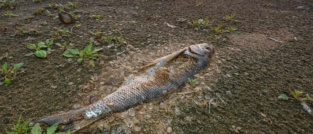 Das massive Fischsterben im Fluss Oder beschäftigt die Behörden und Anwohner des Flusses in Deutschland und Polen.