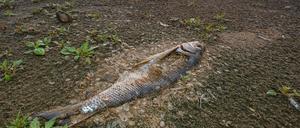 Das massive Fischsterben im Fluss Oder beschäftigt die Behörden und Anwohner des Flusses in Deutschland und Polen.