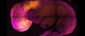 Anatomisch ist ein natürlicher und synthetischer Maus-Embryo ähnlich aufgebaut.