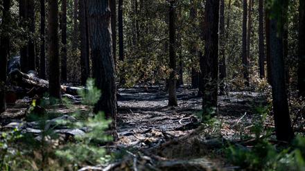 Der verbrannte Wald im Sperrgebiet um die Brandstelle am Sprengplatz der Berliner Polizei im Grunewald. 