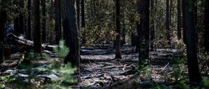 Der verbrannte Wald im Sperrgebiet um die Brandstelle am Sprengplatz der Berliner Polizei im Grunewald.