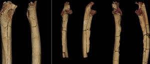 Die Knochen von einem Oberschenkel (links), sowie einer rechten (Mitte) und linken Elle (rechts) zeigen, dass die Vorfahren der Vormenschen bereits vor sieben Millionen Jahren auf zwei Beinen unterwegs waren, aber auch noch auf allen Vieren kletterten.