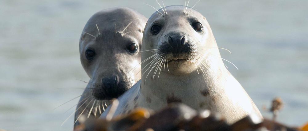 Diese Kegelrobben-Jungtiere haben ihren beschaulichen Platz auf der Düne in Helgoland in der Nordsee. 