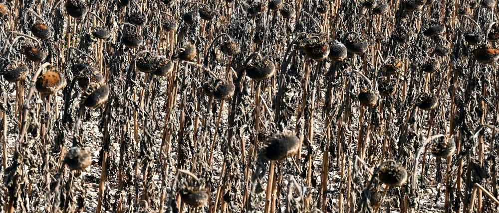 Bei starker Hitze und Trockenheit geben auch Sonnenblumen den Geist auf.